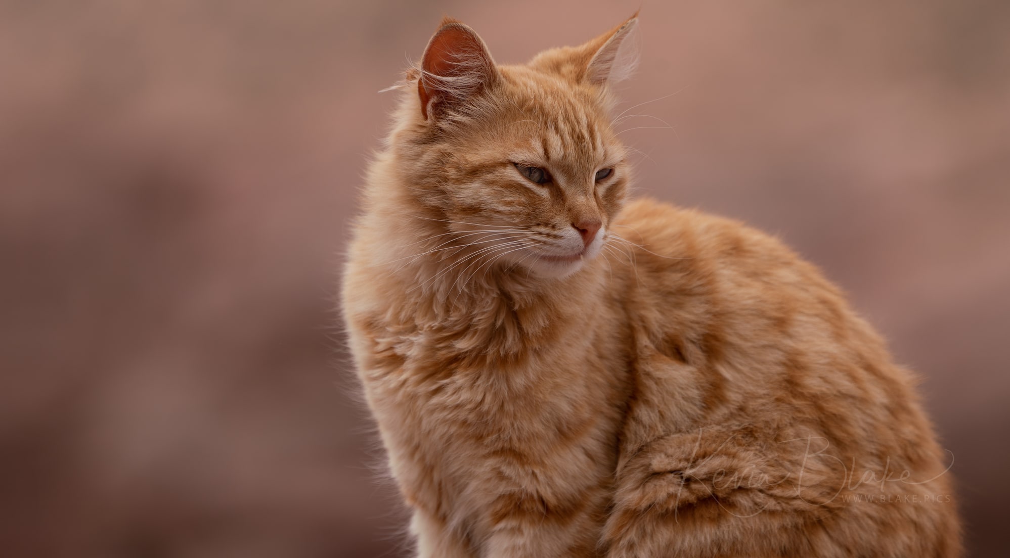 Petra Cats Of Petra 2