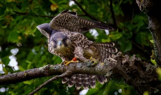 Juvenile peregrine falcon perched on a branch at St Albans Abbey