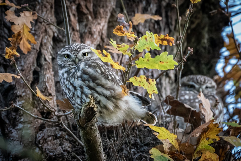 Two little owls among autumn leaves in Cassiobury Park