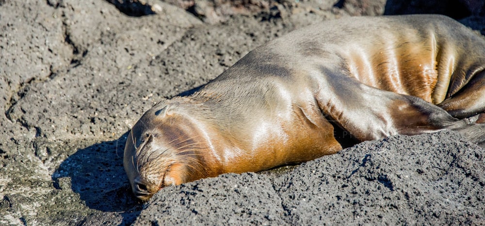 Galápagos Sea Lion asleep on warm lava rock, Galápagos, Ecuador