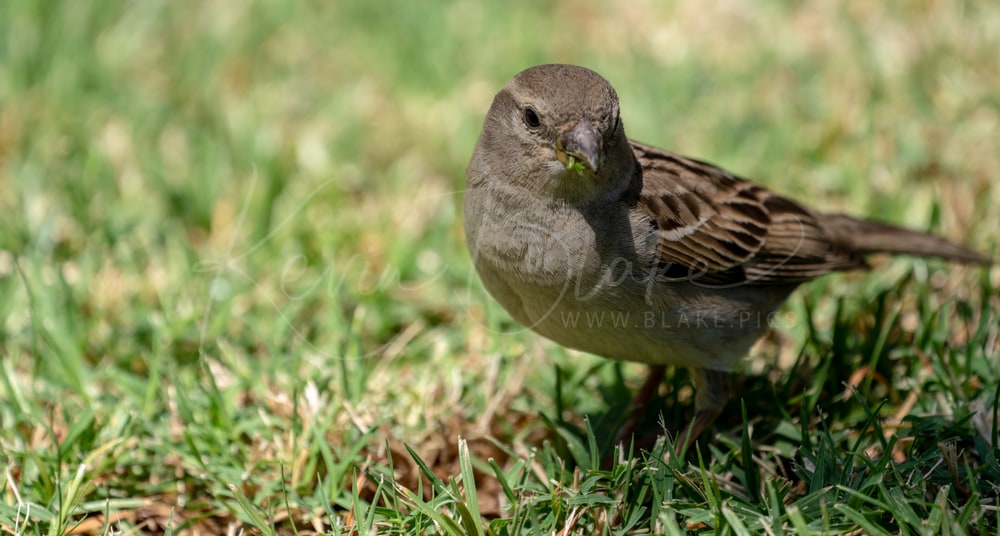 Female House Sparrow standing on a lawn, Dead Sea, Jordan