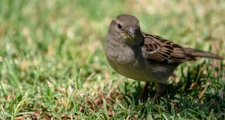 Female House Sparrow standing on a lawn, Dead Sea, Jordan