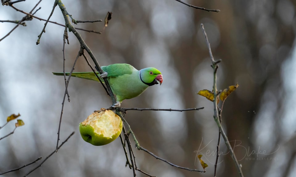 Rose-ringed parakeet in a tree beside a piece of hanging fruit
