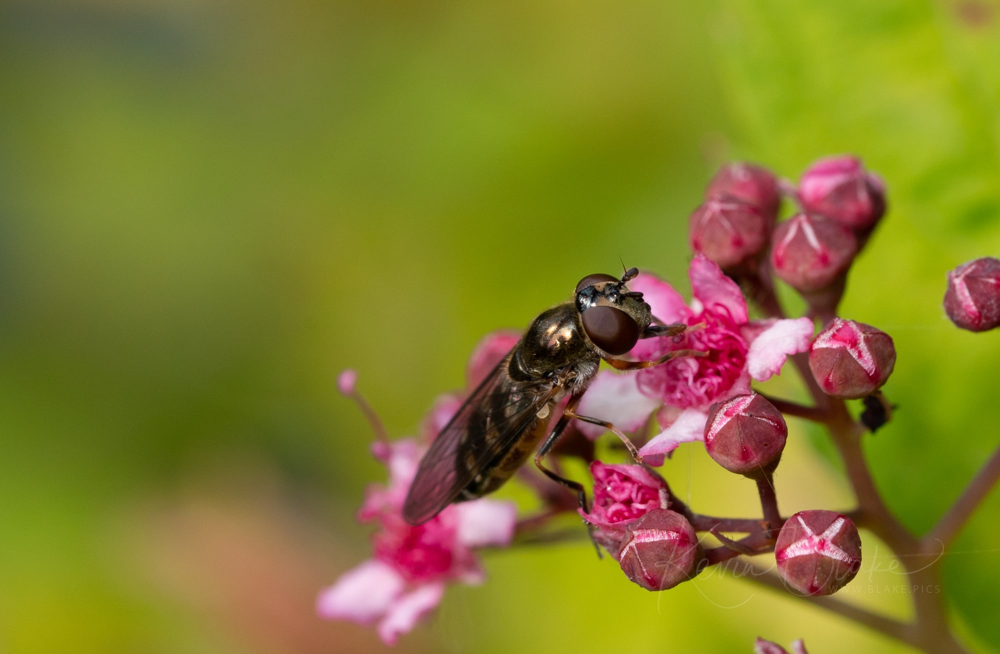 Macro Garden