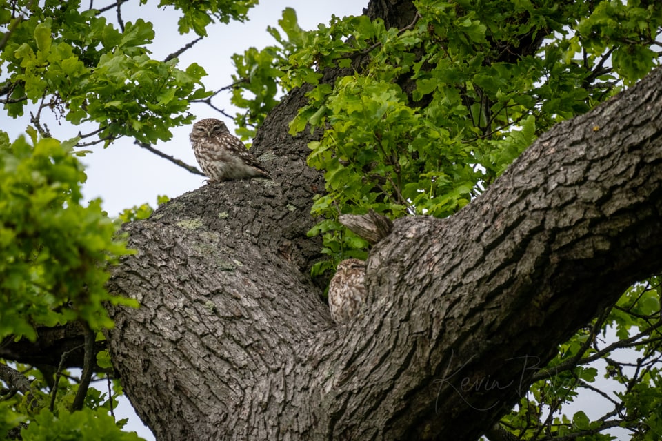 Little Owls perched in the fork of an old oak tree, Cassiobury Park, Watford