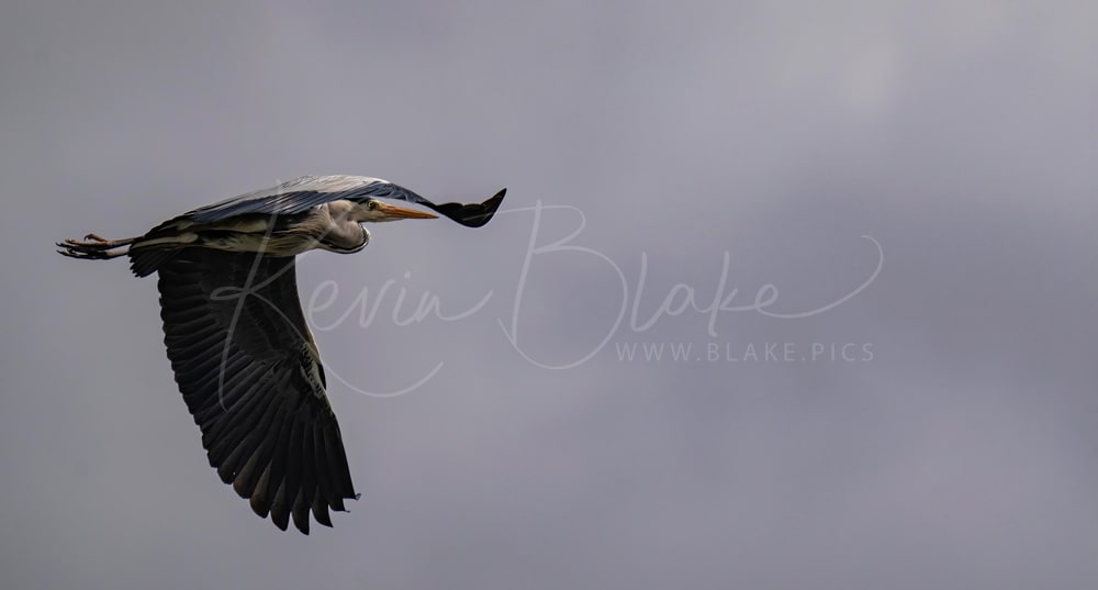 Heron In Flight