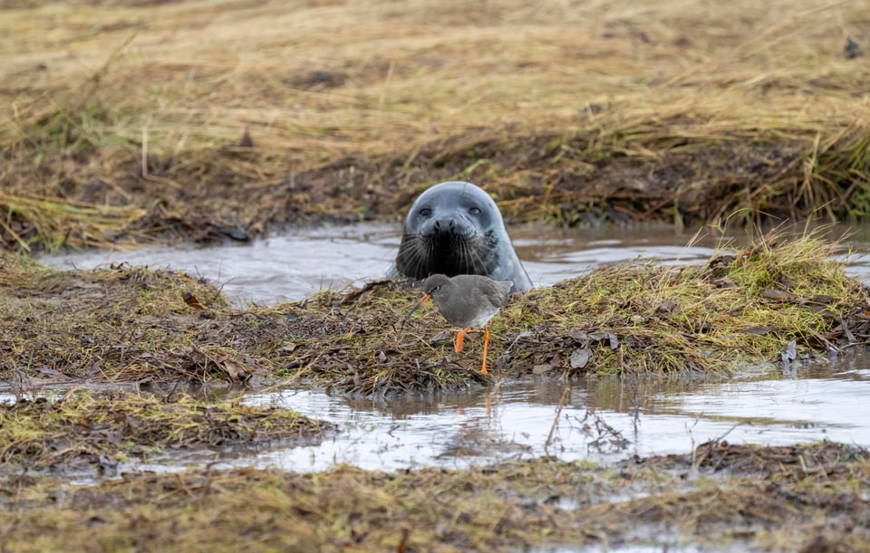 Common redshank on a muddy bank with a seal surfacing in the water behind it