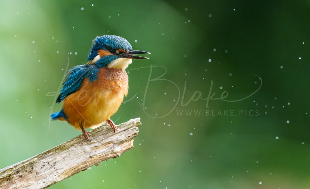 Juvenile Kingfisher, Fowlmere RSPB, Cambridgeshire