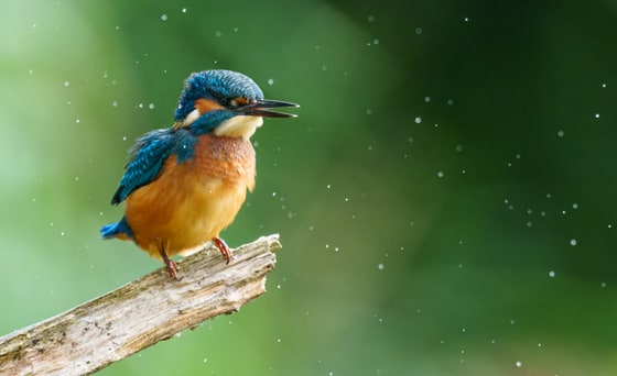 Juvenile Kingfisher, Fowlmere RSPB, Cambridgeshire