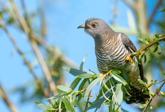 Female Common Cuckoo, Amwell, Herts, UK