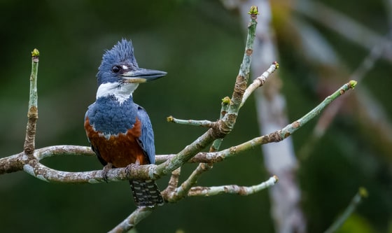 Ringed Kingfisher photograph