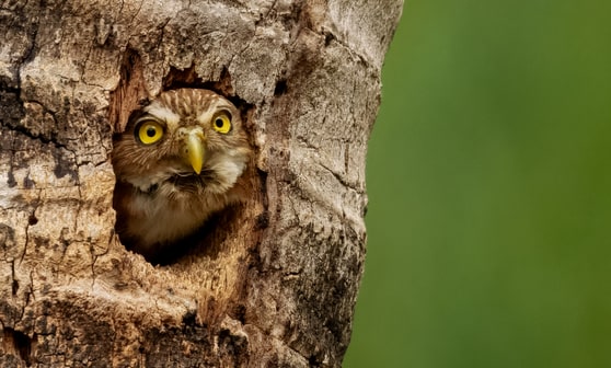 Ferruginous Pygmy Owl photograph