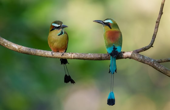 Turquoise-browed Motmot photograph
