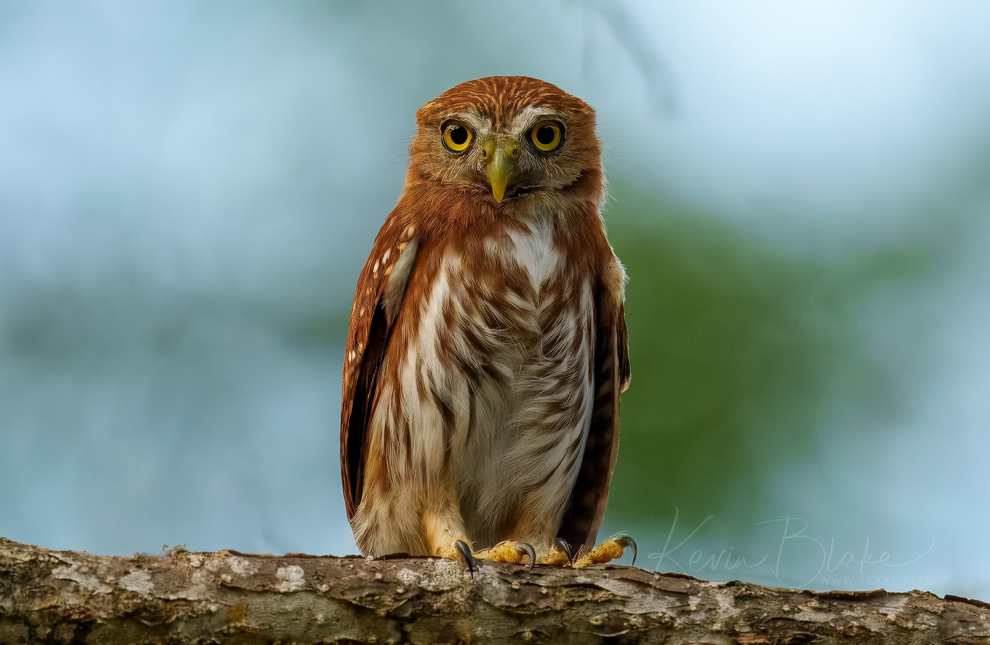 Ferruginous Owl, (Near) Cerro Lodge, Costa Rica