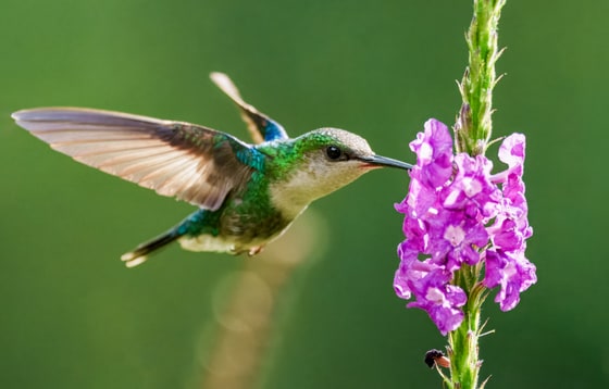 Violet-crowned Woodnymph photograph