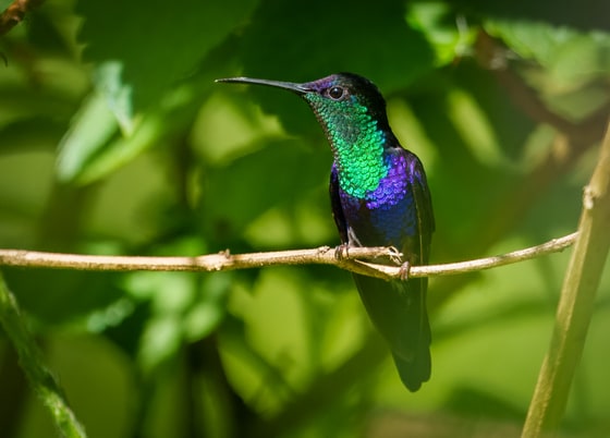 Violet-crowned Woodnymph, Arenal Observatory Lodge, Costa Rica