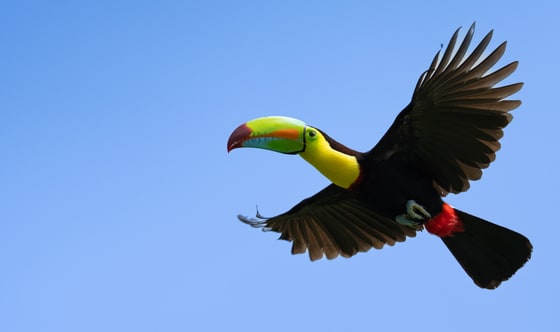 Keel-billed Toucan photograph