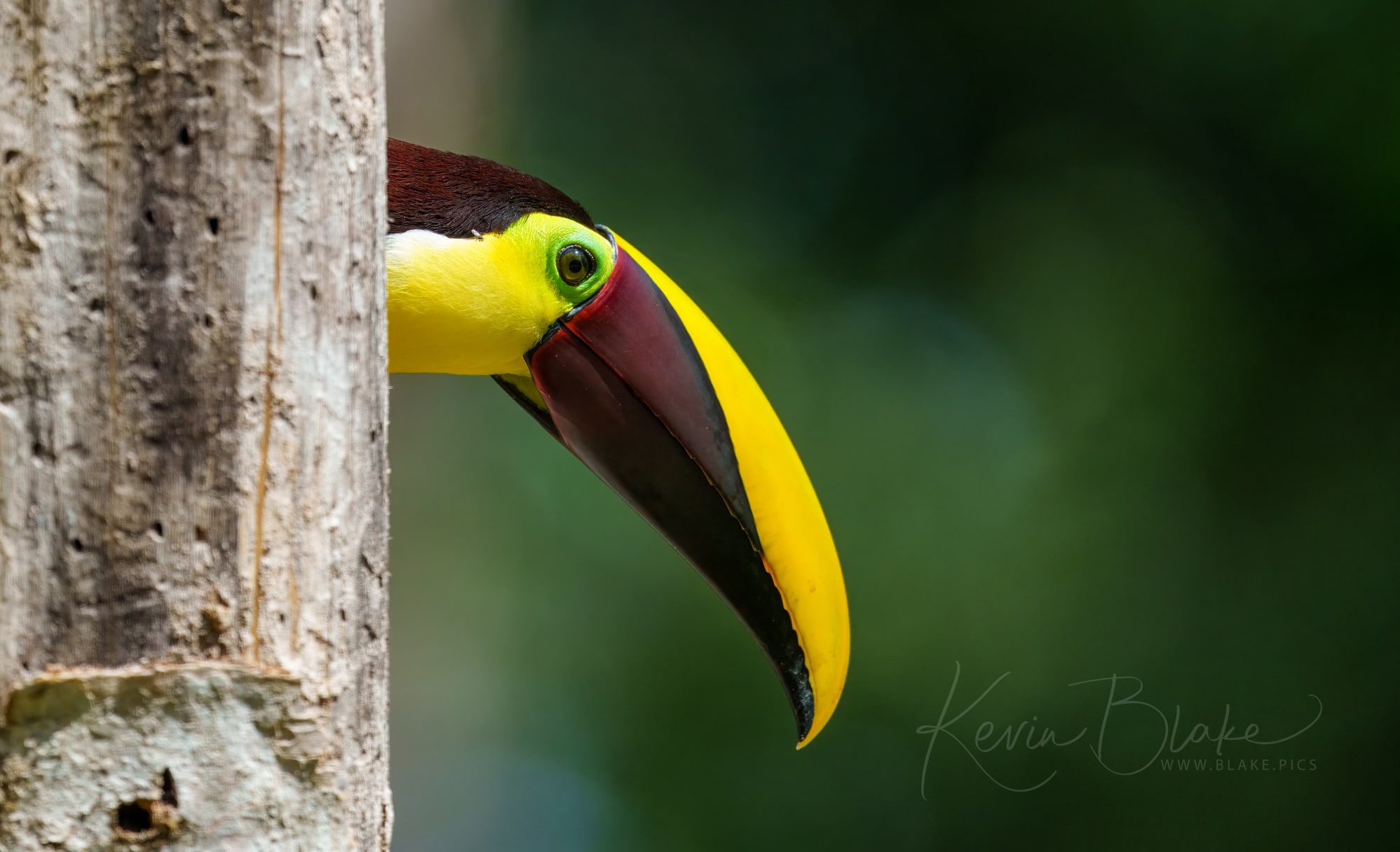 Yellow-throated Toucan, The Nest Nature Center, Costa Rica