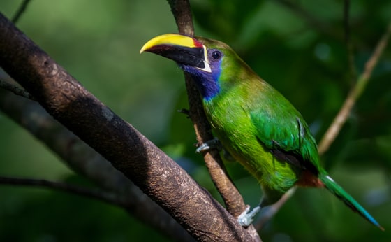 Northern Emerald Toucanet photograph