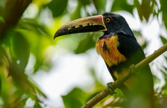 Collared Aracari photograph