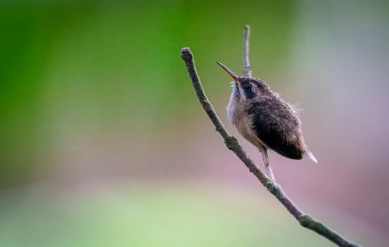 Stripe-throated Hermit photograph