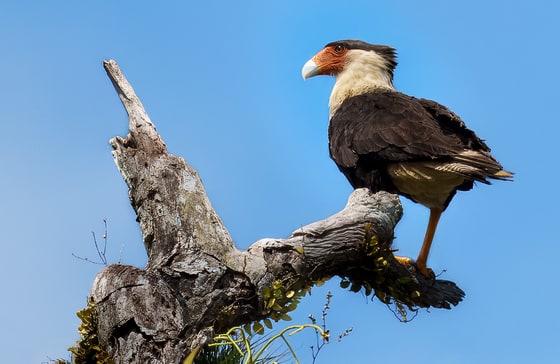 Northern Crested Caracara photograph