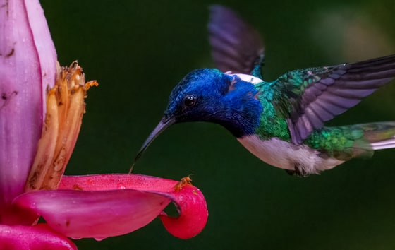 White-necked Jacobin photograph