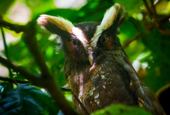 Crested Owl photograph