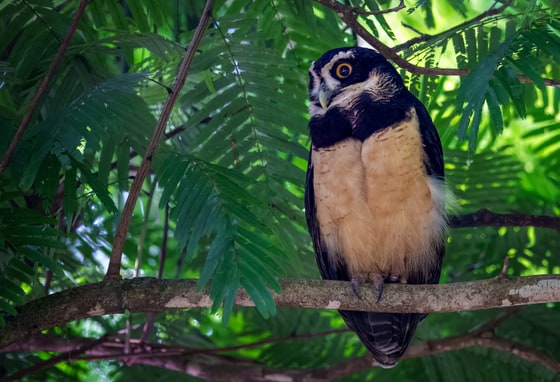 Spectacled Owl photograph
