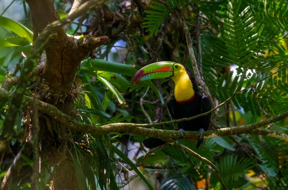 Keel-billed Toucan, near Donde Cope, Costa Rica