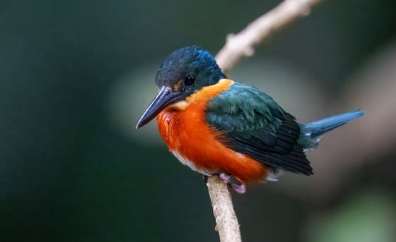 Species banner