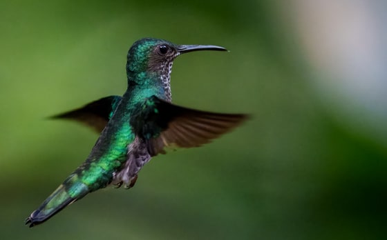 Female White-necked Jacobin, Donde Cope, Costa Rica