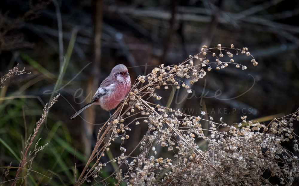 Long-tailed Rosefinch on the Tuul River, Ulaanbaatar, Mongolia