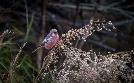 Long-tailed Rosefinch photograph
