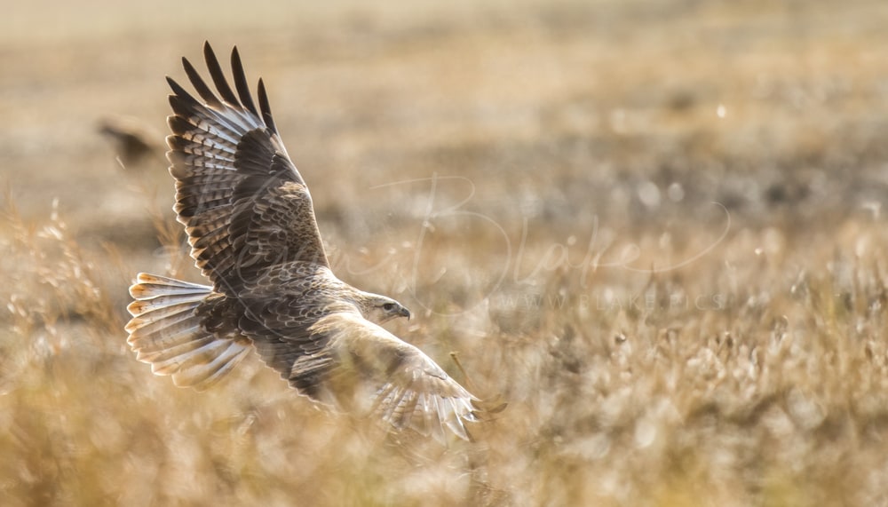 Upland Buzzard near the entrance to the Hustai National Park, Mongolia
