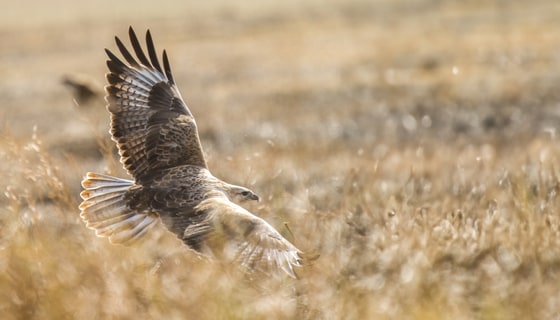 Upland Buzzard photograph