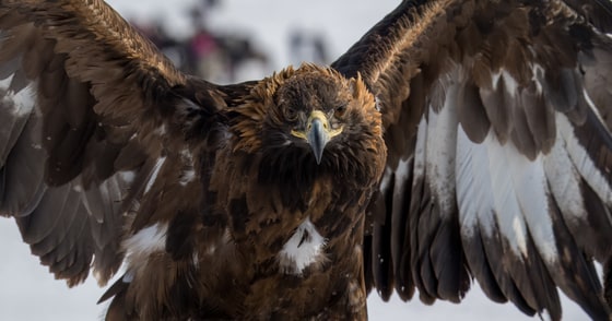 Golden Eagle photograph