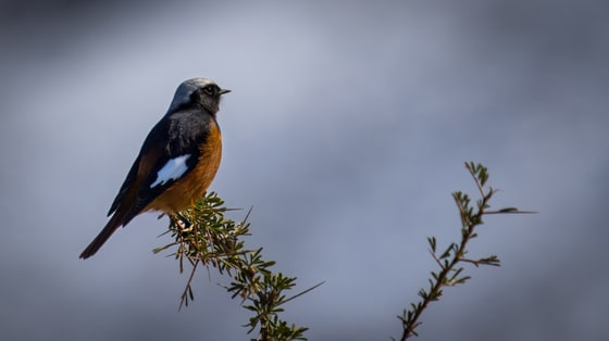 Güldenstädt's Redstart photograph