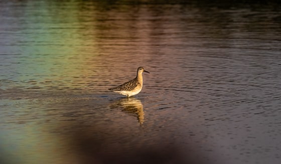 Ruff photograph