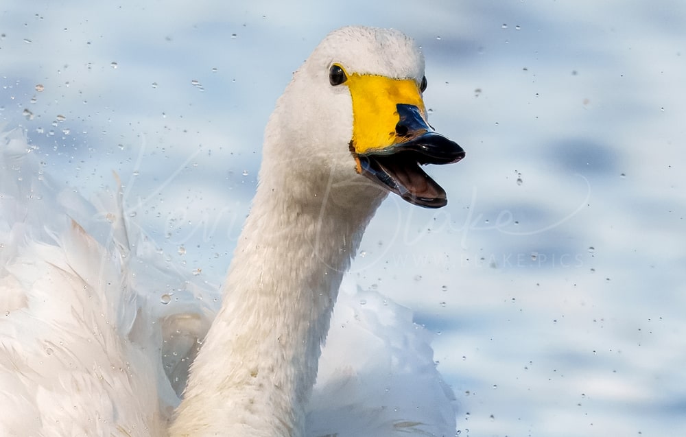 Whooper Swan, WWT Welney, Sep 2025