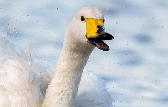Whooper Swan photograph