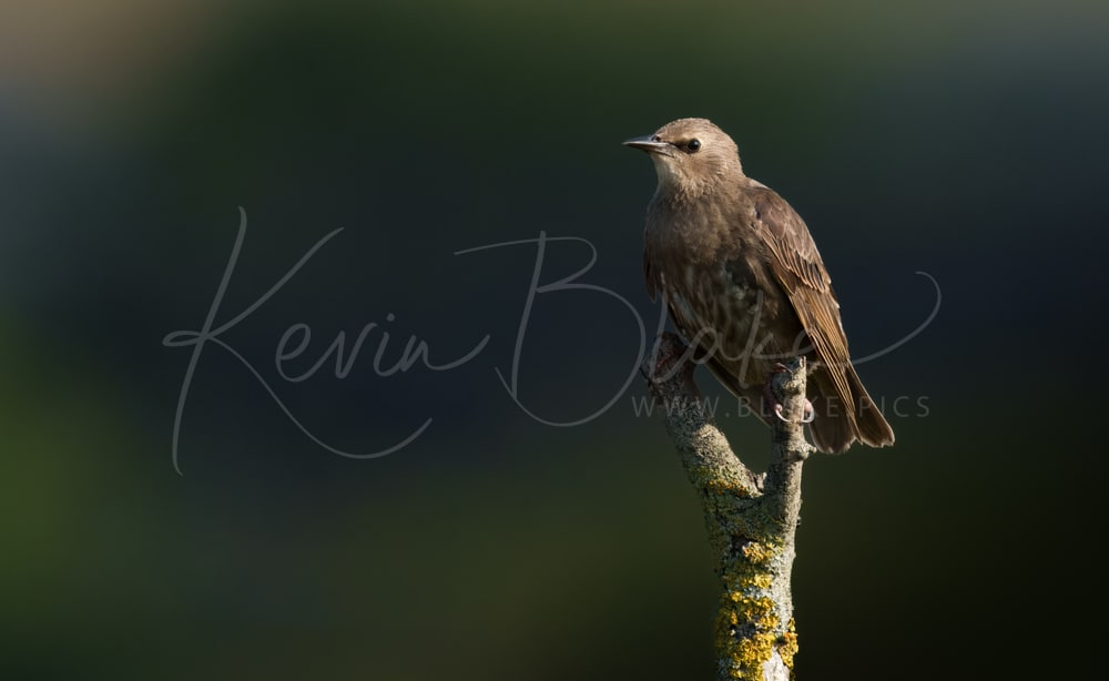 Juvenile Starling, Farlington Marshes, August 2025