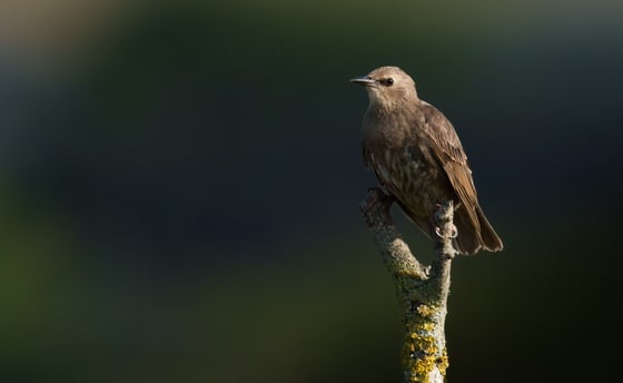 Juvenile Starling, Farlington Marshes, August 2025