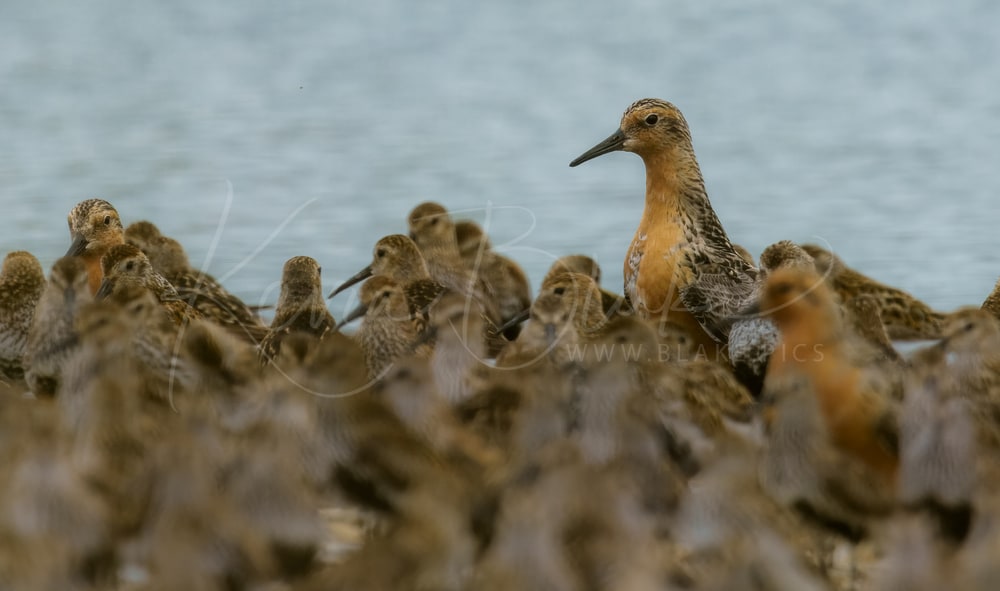 Red Knot towering over the Dunlin, Snettisham, July 2025