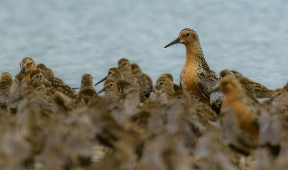 Red Knot towering over the Dunlin, Snettisham, July 2025