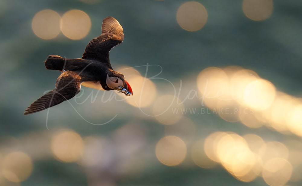 Atlantic Puffin, Bempton Cliffs, East Riding of Yorkshire, June 2025