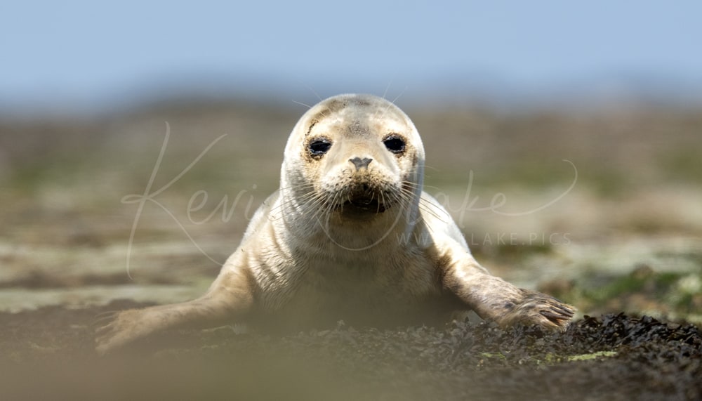 Seal at Filey Brigg, June 2025