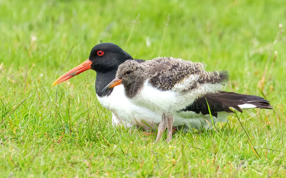 Eurasian Oystercatcher, Bolton Abbey, Yorkshire Dales, June 2025