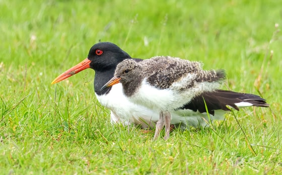 Eurasian Oystercatcher, Bolton Abbey, Yorkshire Dales, June 2025