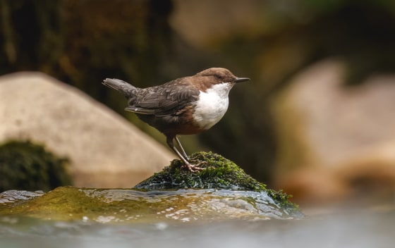 White-throated Dipper photograph